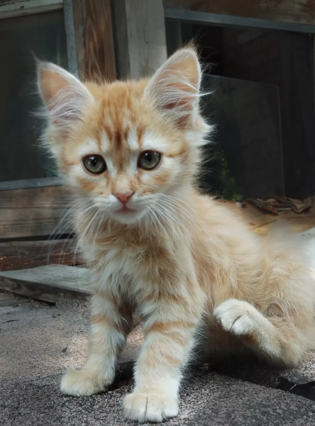 Norwegian Forest Cat