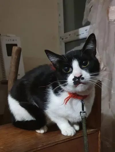 ., adopted
