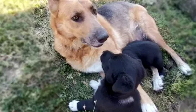 ., adopted