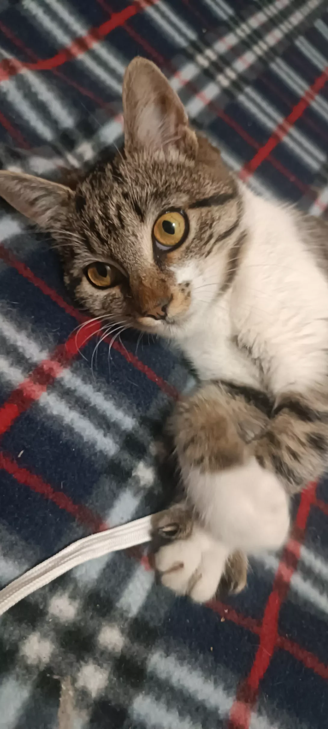 Mixed Breed