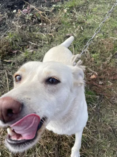 -, adopted