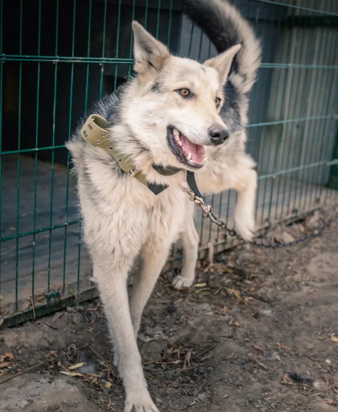 German Shepherd