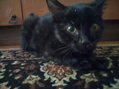 ., adopted